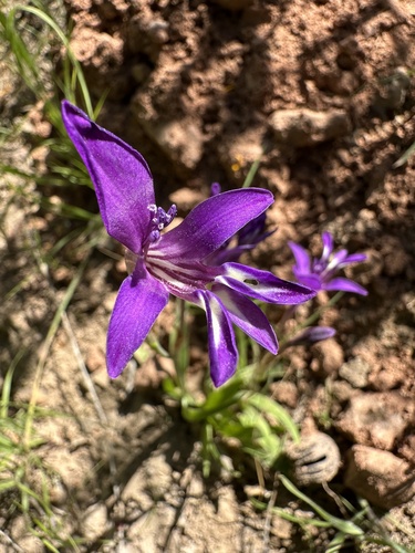 Sparaxis metelerkampiae