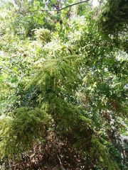 Apoplanesia paniculata