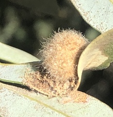 Disholandricus lasius