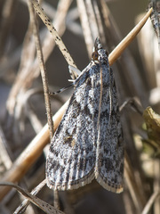 Scoparia basistrigalis