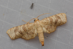 Opula lepida