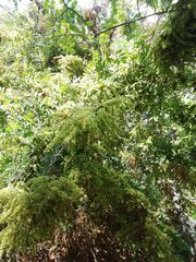 Apoplanesia paniculata