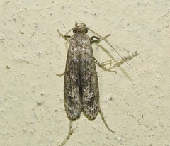 Copromorphoidea