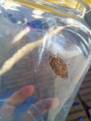 Insecta