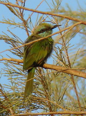 Merops cyanophrys cyanophrys