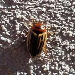 Agabus disintegratus