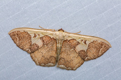 Zythos avellanea