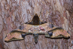 Amplypterus panopus