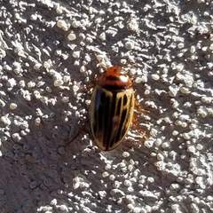 Agabus disintegratus