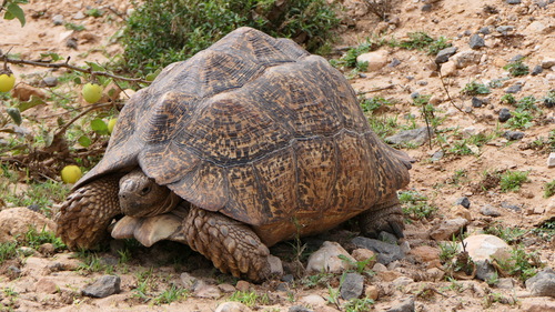 Leopard Tortoise