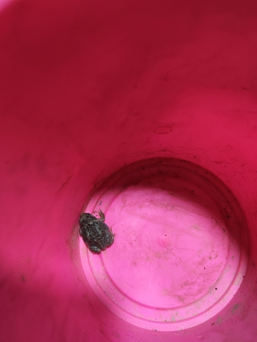 Boreal Digging Frog