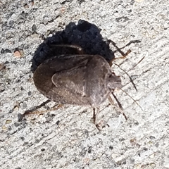 Hymenarcys nervosa