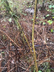 Eupatorium capillifolium image