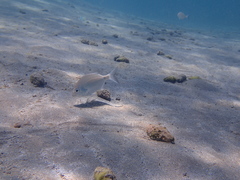 Diplodus