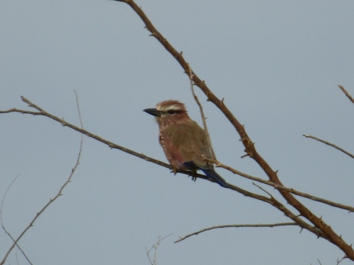 Purple Roller