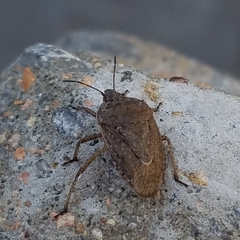 Hymenarcys nervosa