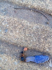 Harmonia axyridis