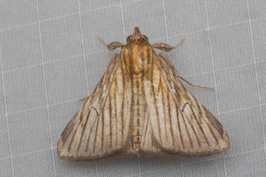 Hepsidera