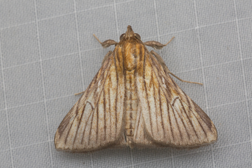 Hepsidera