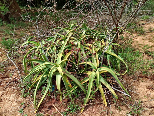 Aloe megalacantha