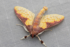 Pachynoa purpuralis