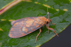 Ammatho cuneonotatus