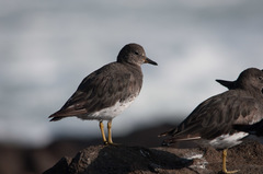 Calidris virgata