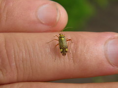 Rhabdomiris striatellus