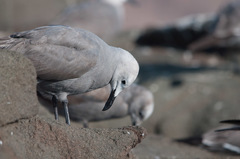 Leucophaeus modestus