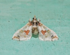 Leucinodes orbonalis