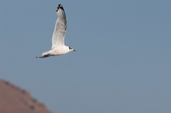 Leucophaeus pipixcan