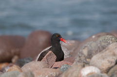 Haematopus ater