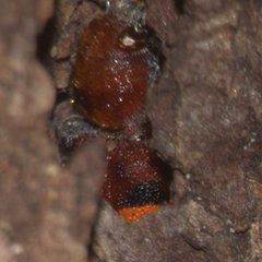 Enoclerus ichneumoneus
