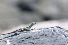 Microlophus quadrivittatus