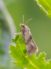 Cochylidia implicitana