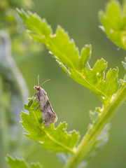 Cochylidia implicitana