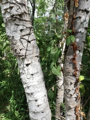 Piptadenia retusa