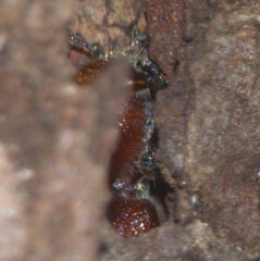 Enoclerus ichneumoneus