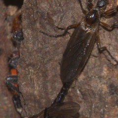Enoclerus ichneumoneus