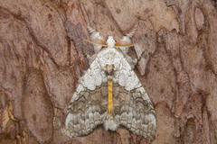 Calliteara horsfieldii