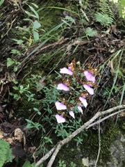 Rhynchostele bictoniensis