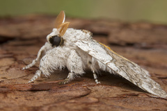 Calliteara horsfieldii