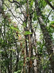 Piptadenia retusa