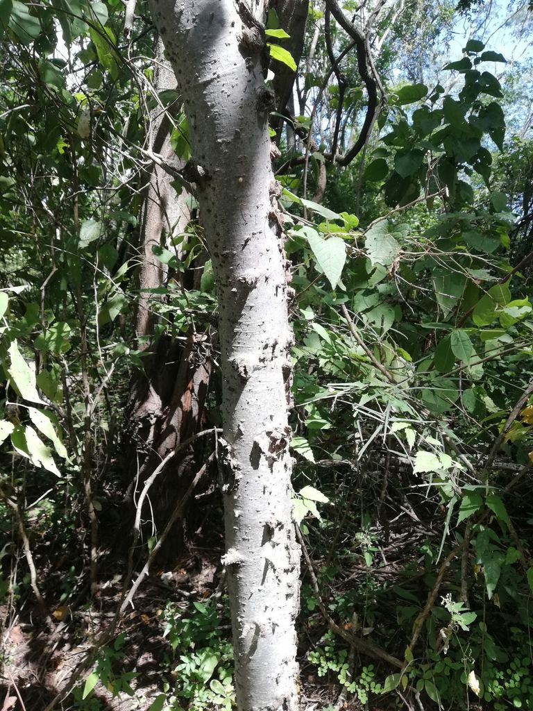 Amphipterygium glaucum (Amphipterygium glaucum)