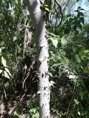 Amphipterygium glaucum