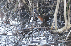 Laterallus melanophaius