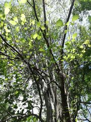 Amphipterygium glaucum