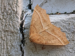 Tetracis jubararia