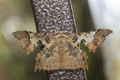 Krananda semihyalina