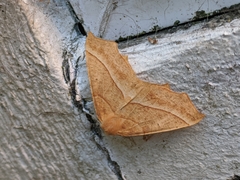 Tetracis jubararia